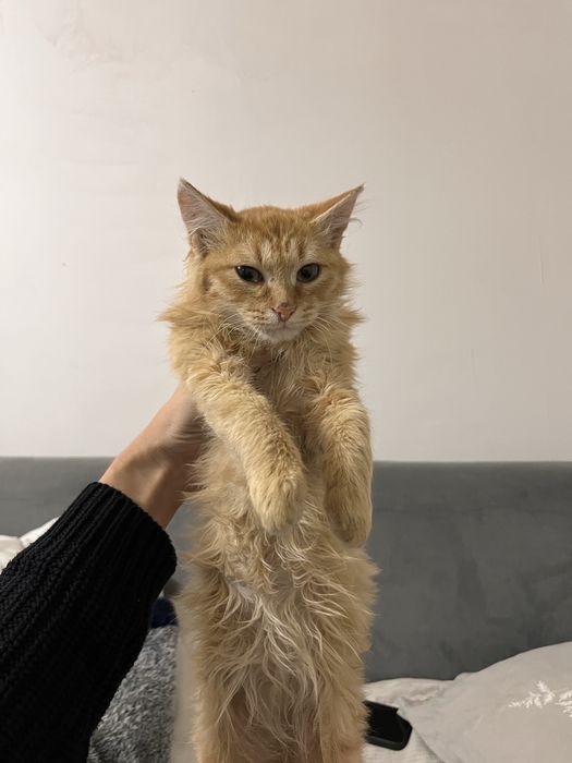 Котенок ищет дом