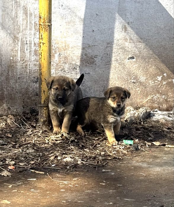 Щенята дворняжки