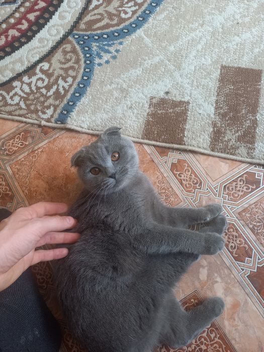 Отдадим кошечку породистую