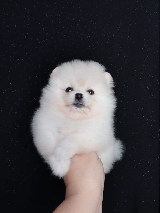 Супер мини шпице мишки