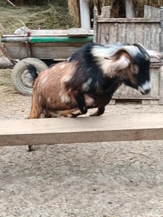 Vând țap anglonubian .