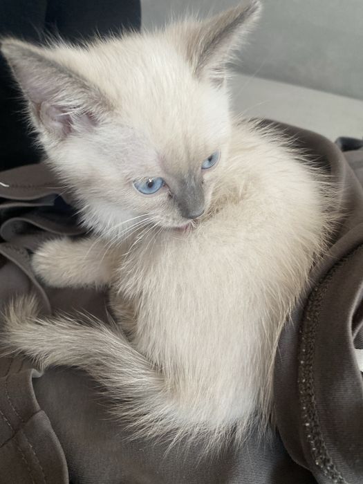 Алаомоаоалмслалмшмлплмлмлмлслалммллслпилмллпплилмлплрлмлмлплплммл