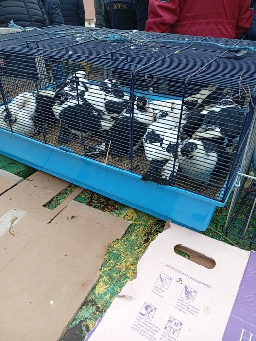 Vând porumbei jucători pe negru 40 buc