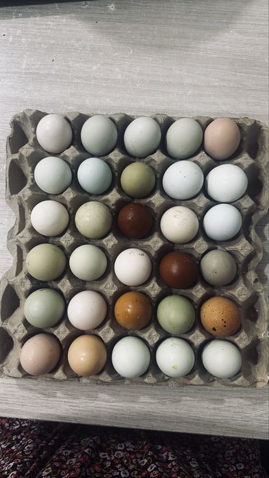 Инкубационное яйцо