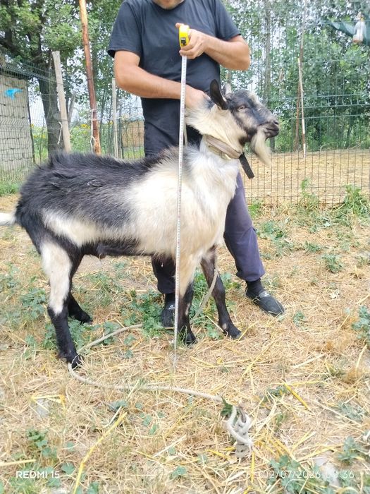Zotli sutdor echki