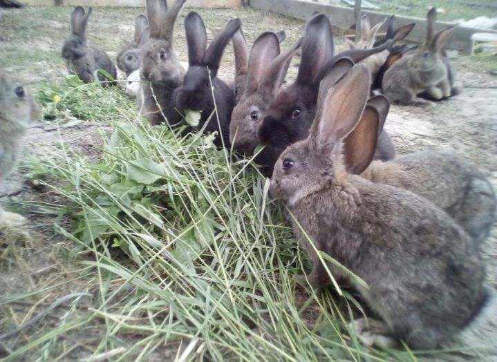 Pufy rase  pitici și rase mari