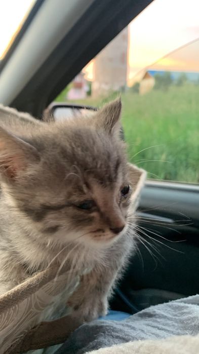 Отдам котёнка (кот)