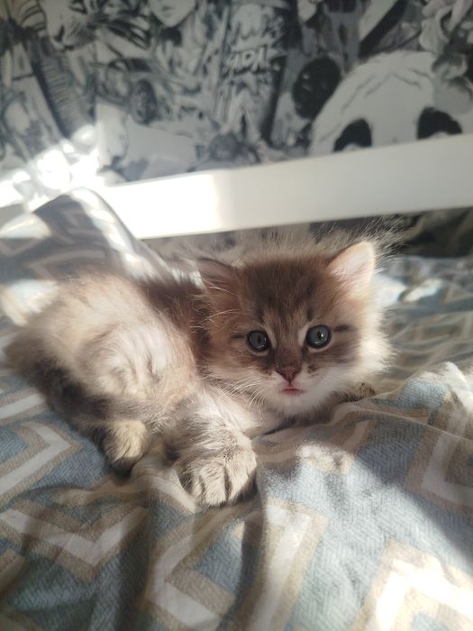 Отдам котенка в добрые руки!