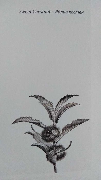 Учебник БАХОВИ КАПКИ Терапия д-р Бах Самолечение Цветни есенции Цветя