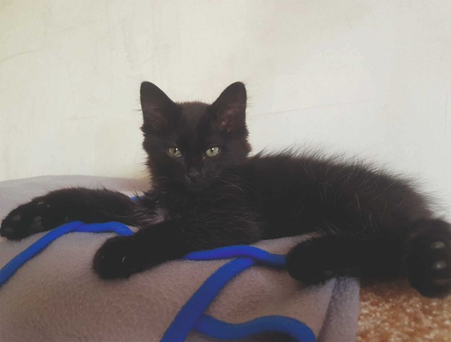 Пропал кот-подросток!!!