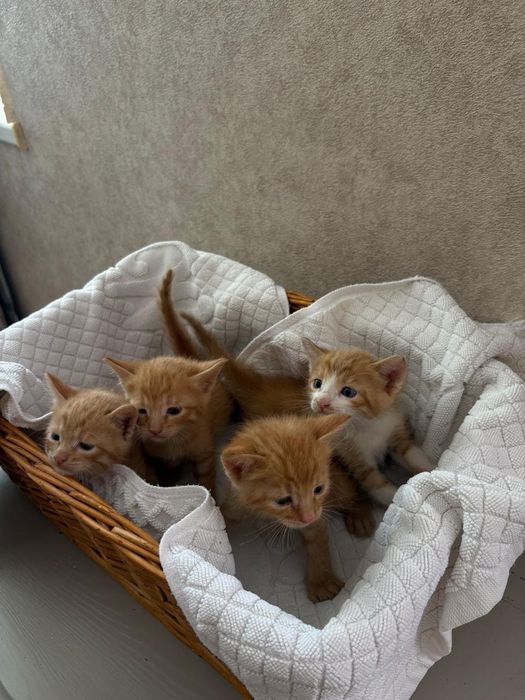 Отдам котят в добрые руки