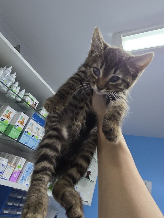 Adoptie pisoiasi