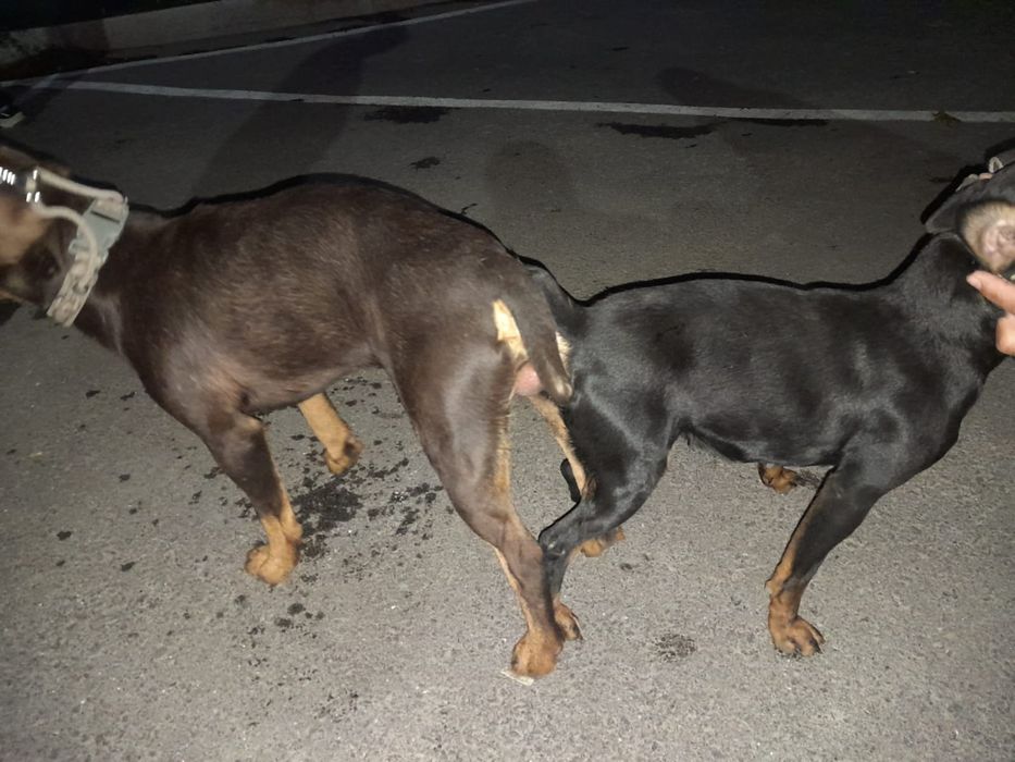 Немецкий охотничий Терер