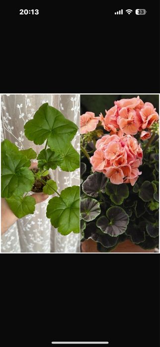 Пеларгония и глоксиния