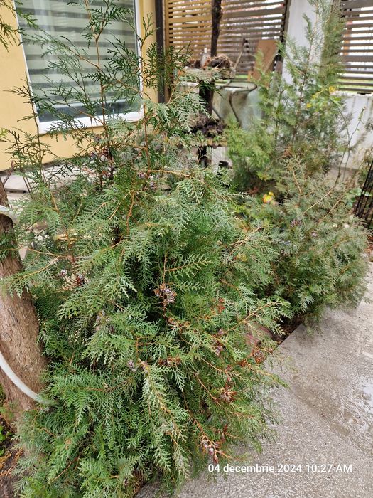 Dieffenbachia,Yucca,Palmier curmal,Tuia,Smochin