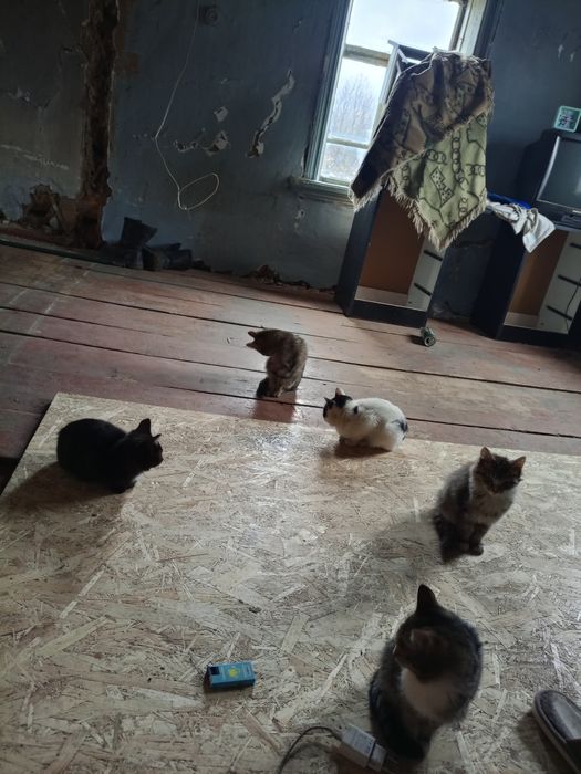 Отдам даром котят