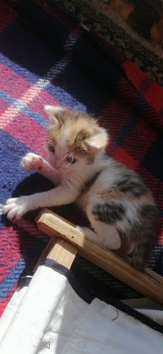 Котенца  - Подарявам Шепичка Любов