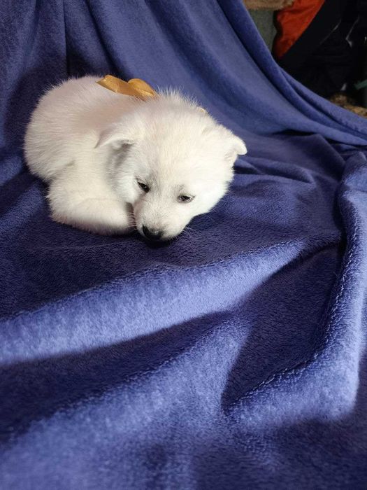 Щенки в хорошие руки