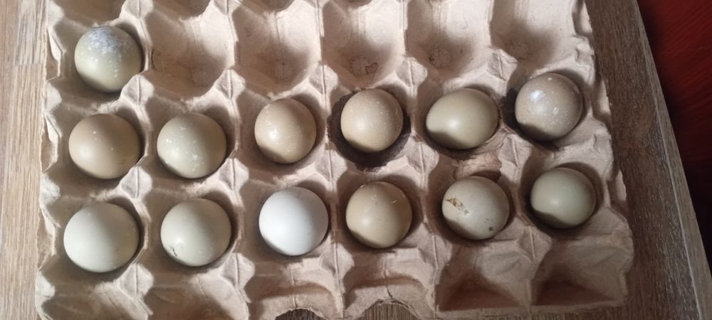 Қырғауыл жұмыртқасы