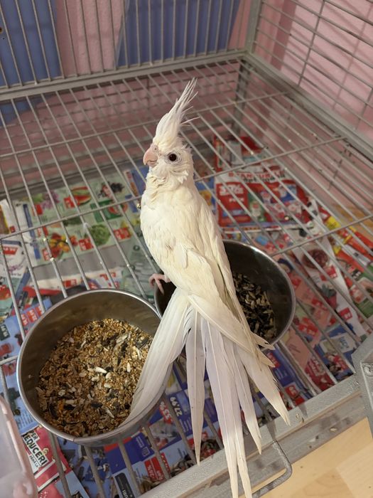 Papagal nimfe albe inelate, blinde