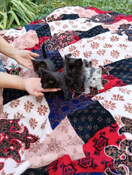 Котята в добрые руки отдадим