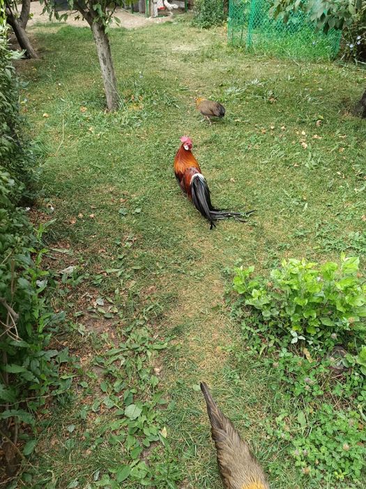 Фениксы (стандарт)