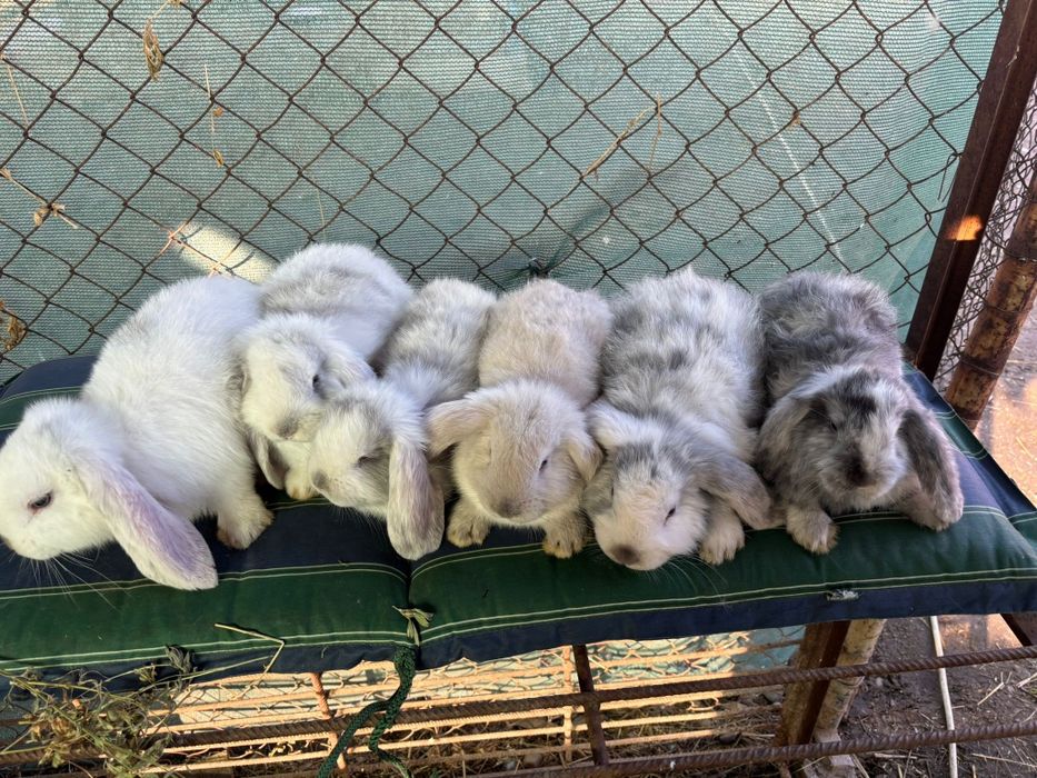 Iepuri Berbec German