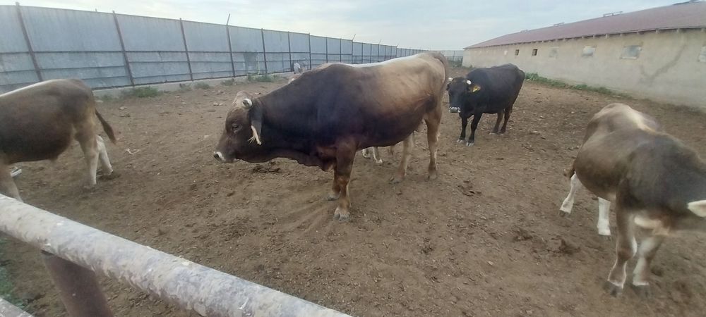 Продаётся бык производитель. На племя