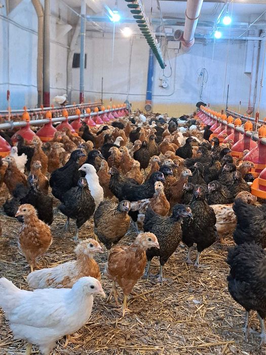 Vand puicute ouatoare Babolna  HU, 8 saptamani, vaccinuri la zi.