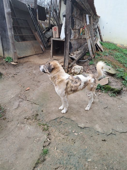 Donez câine foarte cuminte