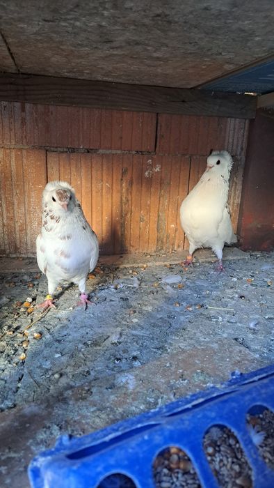 Vând porumbei pestriti baltat