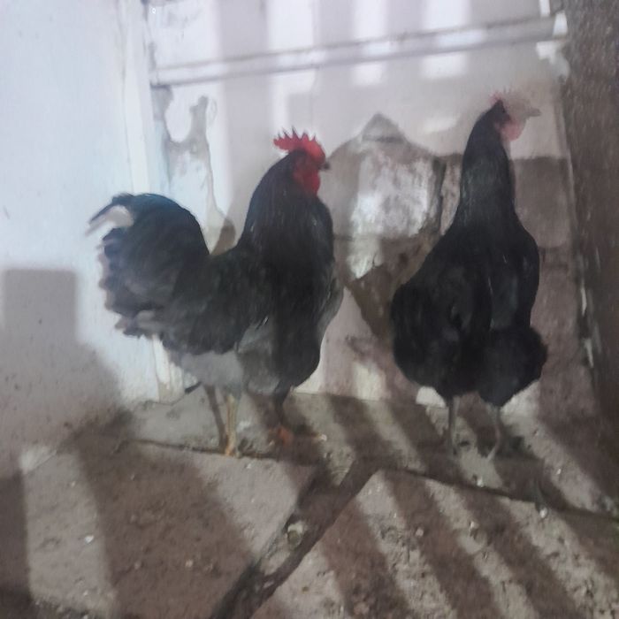 Продам петушков  есть3 шт