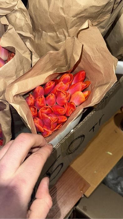 Распродажа тюльпанов 500 тенге