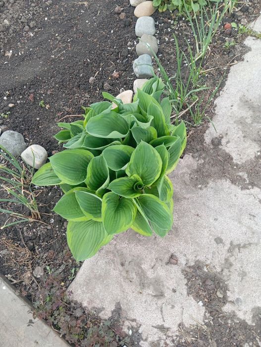 Продам  растения для сада