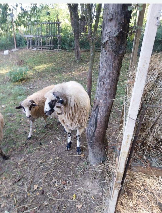 Vand berbec stramior