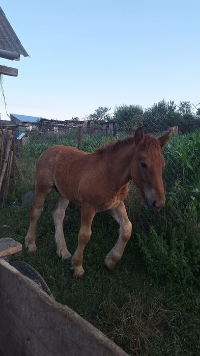 Vând manz de 3 luni