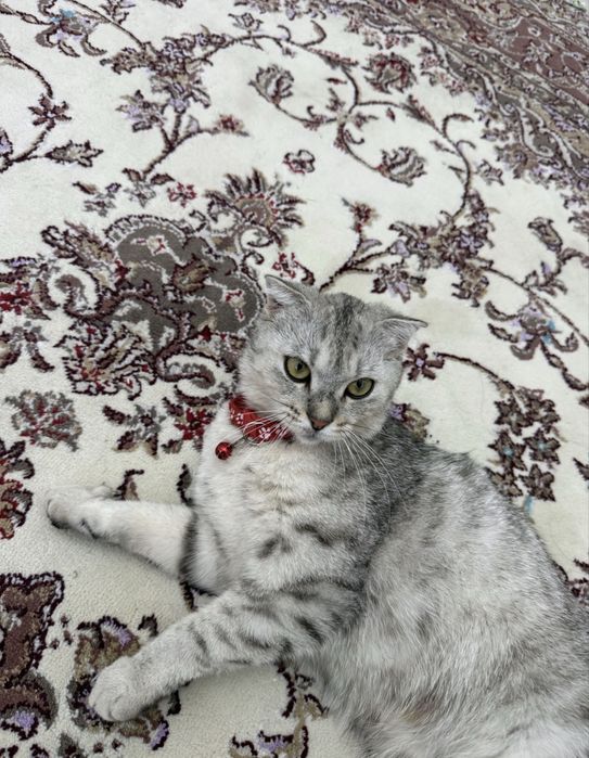 Продается котенок мальчик