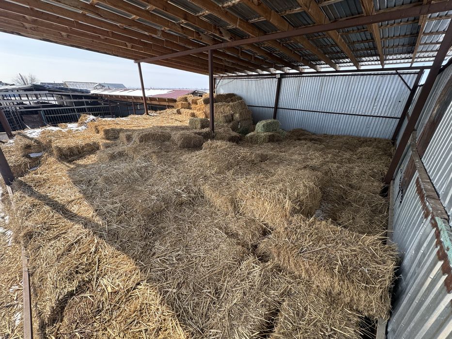 Продается клевер,1500 тенге 1 тюк