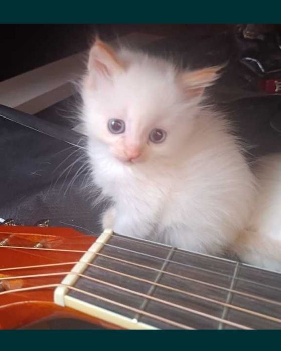 Котята Невская маскарадная !