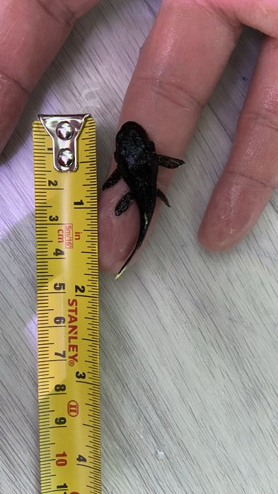 Продаются номерные сомы L181