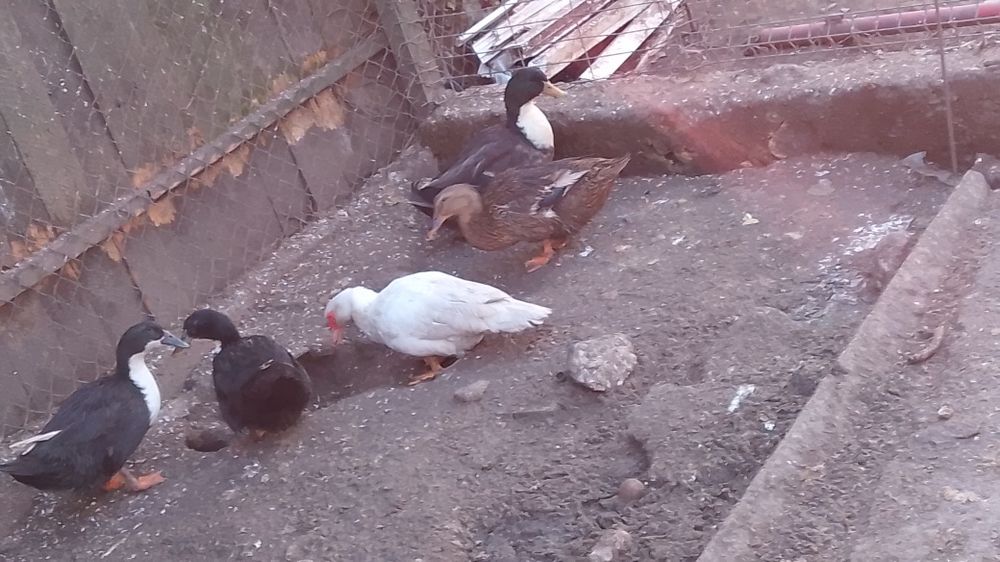 Rațe de vânzare  60lei bucata