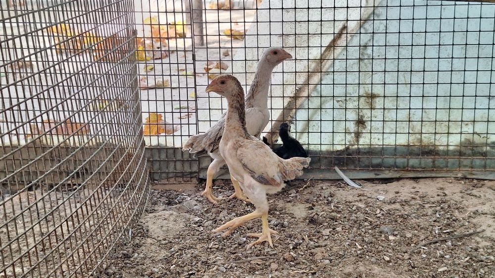 Кошамо товуклари