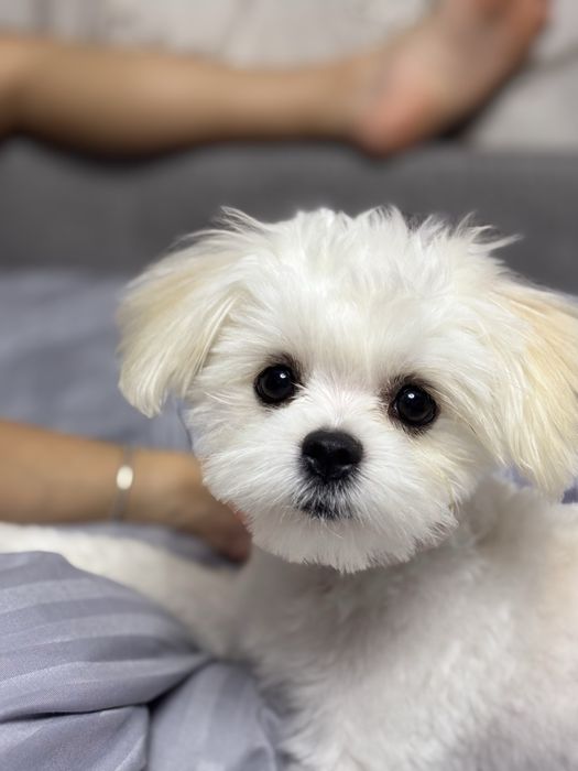 Ищем жениха нашей девочки