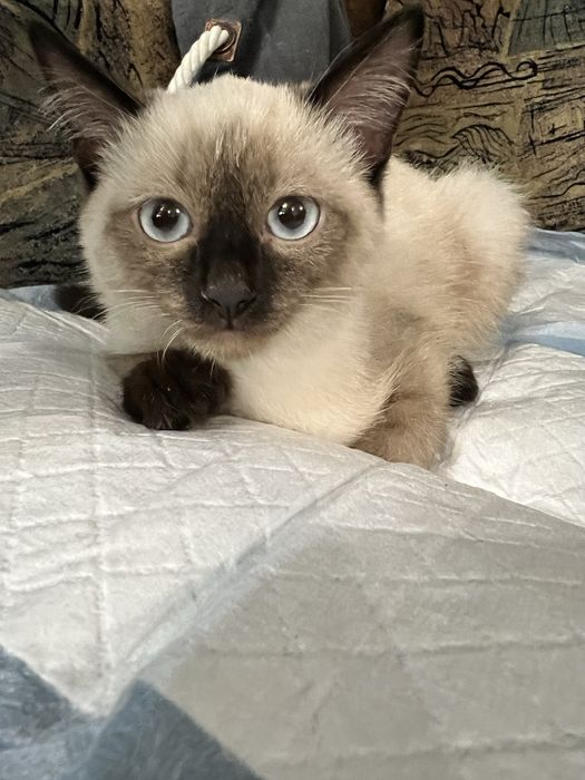 Котенак сиамский ищит дом