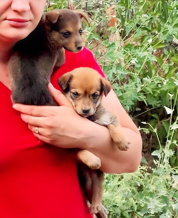 Щенки, две девочки