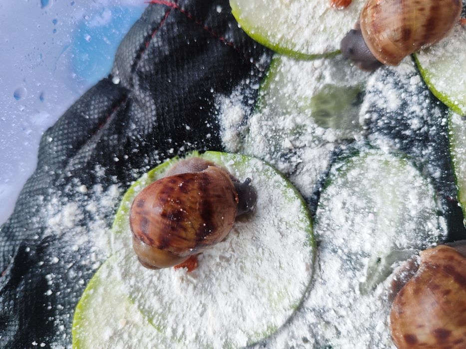 Архахатина маргината овум