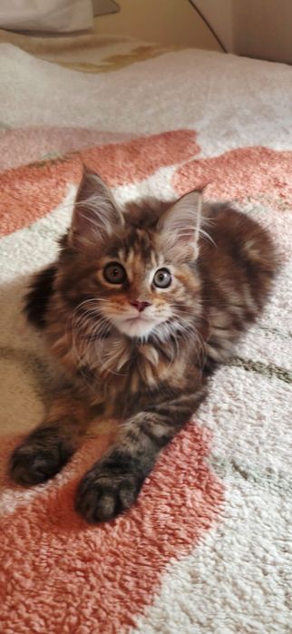 Fetița Maine Coon
