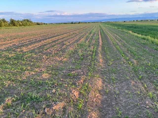 Teren 5.200 m2 la 6 km de Rădăuți - parțial intravilan