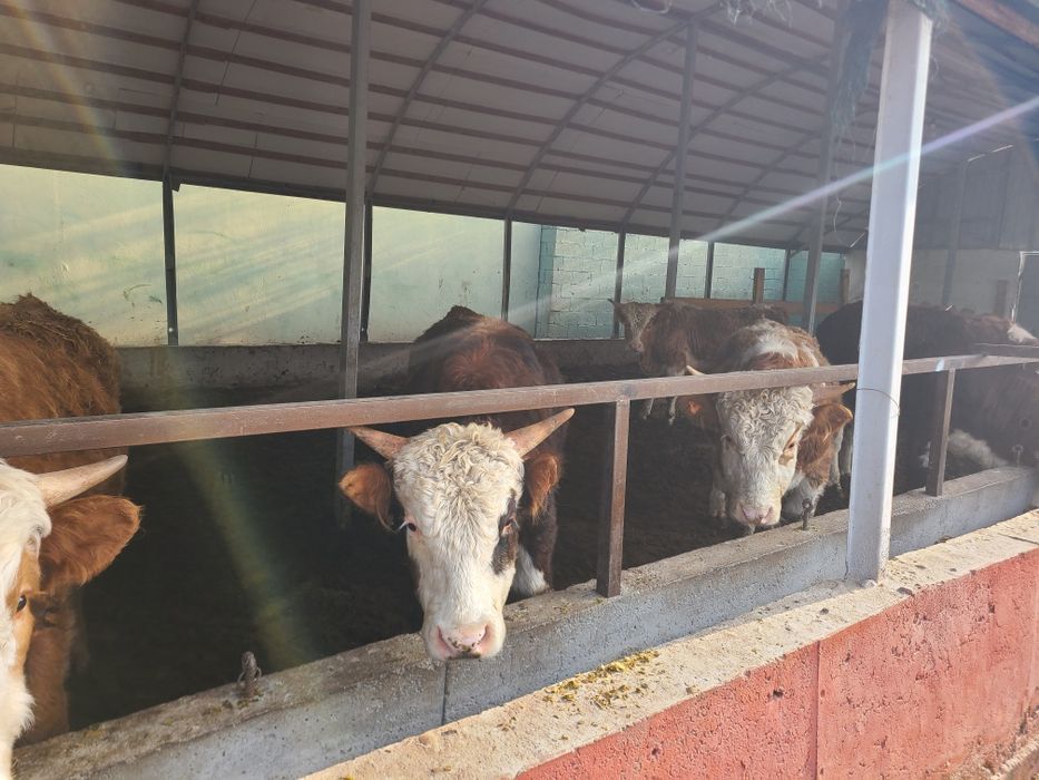 Rasiya buqalari smental,grenford,toza nasldor buqalar