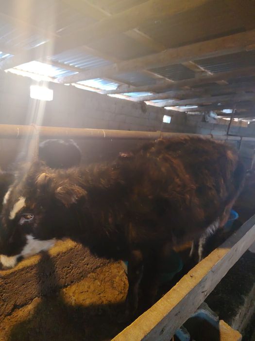 Продам телёнок 3 срочно